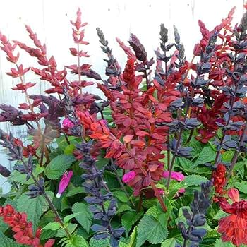 栄養系サルビア　ローマンレッドとリトルバードおしゃれな4寸鉢ごと2個 苗　植物 栄養系サルビア ローマンレッドとリトルバードおしゃれな4寸鉢